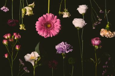 composition of beautiful various blooming flowers isolated on black clipart