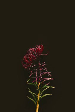 close-up view of single beautiful maroon flower isolated on black clipart