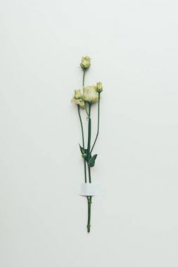 güzel beyaz eustoma çiçek Grey yeşil dal üzerinde