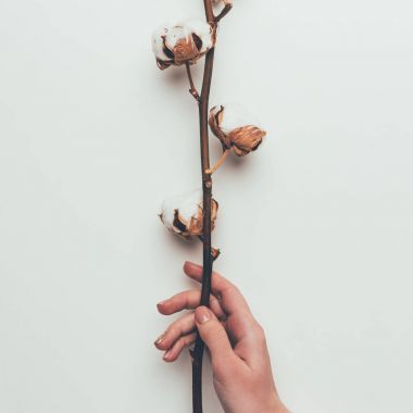 cropped shot of person holding cotton flowers on twig isolated on grey clipart