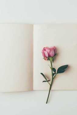 En iyi görünümü gri izole boş tebrik kartı ve güzel pembe Gül çiçek