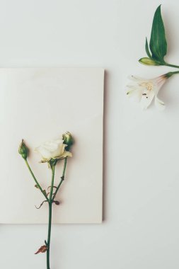 güzel ihale gül tomurcukları ve gri izole lily ile Üstten Görünüm