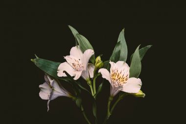 close-up view of beautiful tender flowers with green leaves isolated on black clipart