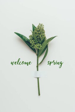 beautiful flower buds on branch with green leaves and inscription welcome spring on grey