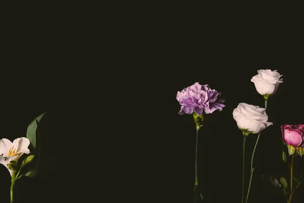 Крупним Планом Красиві Ніжні Рожеві Фіолетові Квіти Ізольовані Чорному Фоні — стокове фото