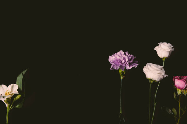 close-up view of beautiful tender pink and purple flowers isolated on black background