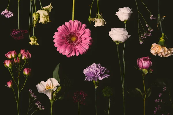 Composição Belas Várias Flores Florescentes Isoladas Preto — Fotografia de Stock