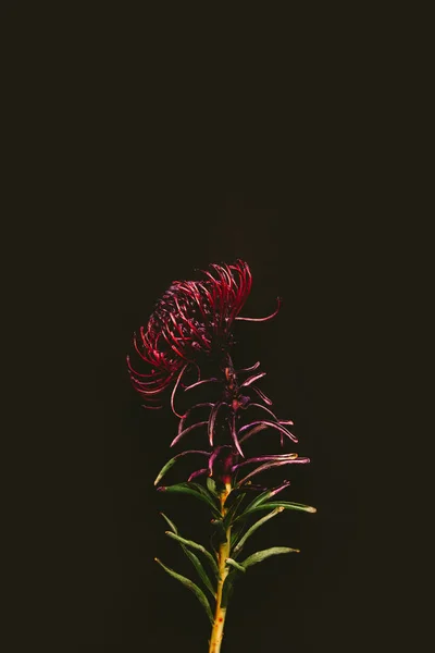 Vista Cerca Una Sola Flor Color Marrón Hermoso Aislado Negro — Foto de stock gratuita