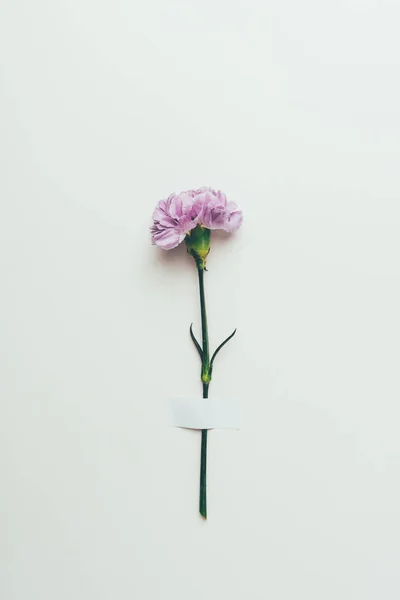 Mooie Zacht Roze Carnation Bloem Grijs — Stockfoto