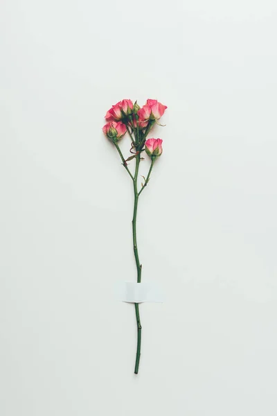 Beautiful Tender Pink Roses Twig Isolated Grey — Stock Photo, Image