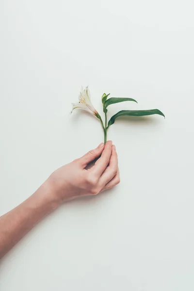 Foto Recortada Persona Sosteniendo Tierna Flor Lirio Blanco Con Hojas —  Fotos de Stock