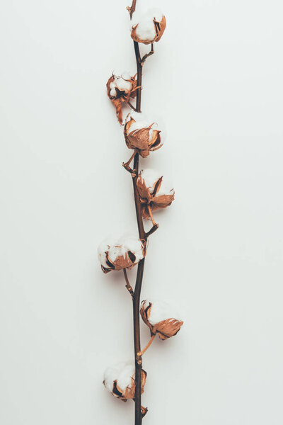 close-up view of beautiful cotton flowers on twig isolated on grey