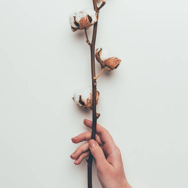 cropped shot of person holding cotton flowers on twig isolated on grey