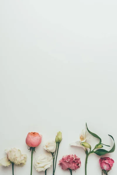 Όμορφα Ανθισμένα Λουλούδια Άσπρα Και Ροζ Γκρι Φόντο — Φωτογραφία Αρχείου