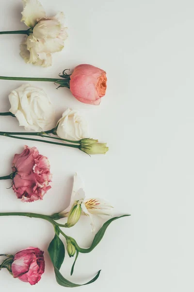 Hermosas Flores Tiernas Blancas Rosadas Sobre Fondo Gris — Foto de Stock