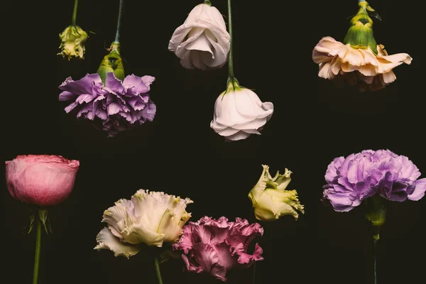 Güzel Taze Çiçek Açan Çiçekler Siyah Izole Yakından Görmek — Stok fotoğraf