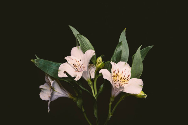 close-up view of beautiful tender flowers with green leaves isolated on black