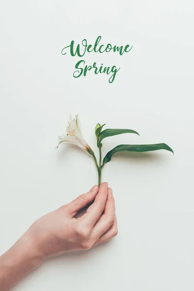 Cropped Shot Human Hand Holding Beautiful Flower Green Leaves Inscription — Stock Photo, Image