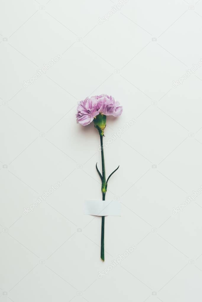beautiful tender pink carnation flower on grey