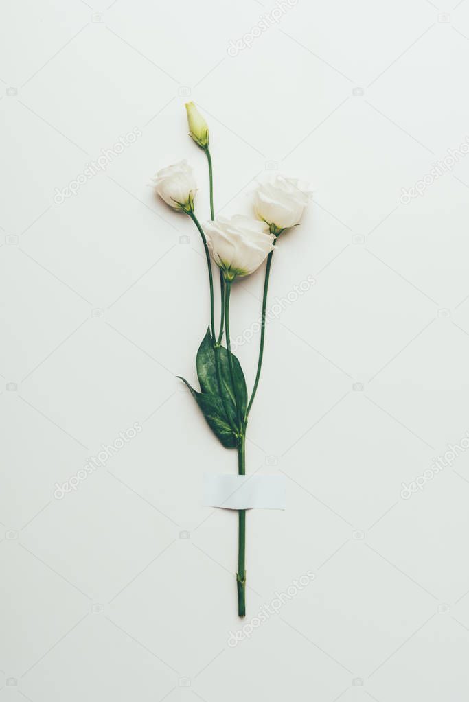 beautiful tender white eustoma flowers with green leaves on grey