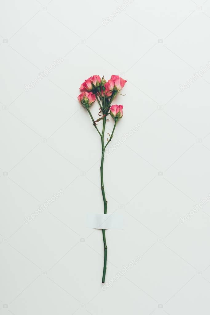beautiful tender pink roses on twig isolated on grey