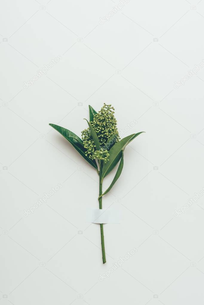 beautiful tender flower buds with green leaves on grey