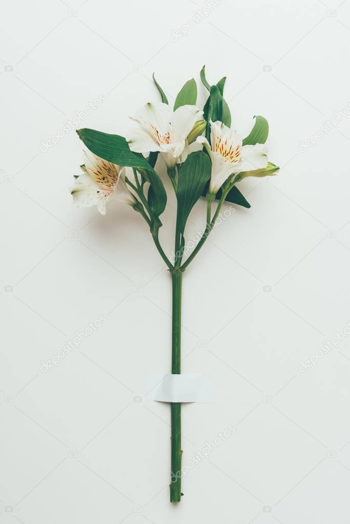 close-up view of beautiful tender lily flowers with green leaves on twig on grey