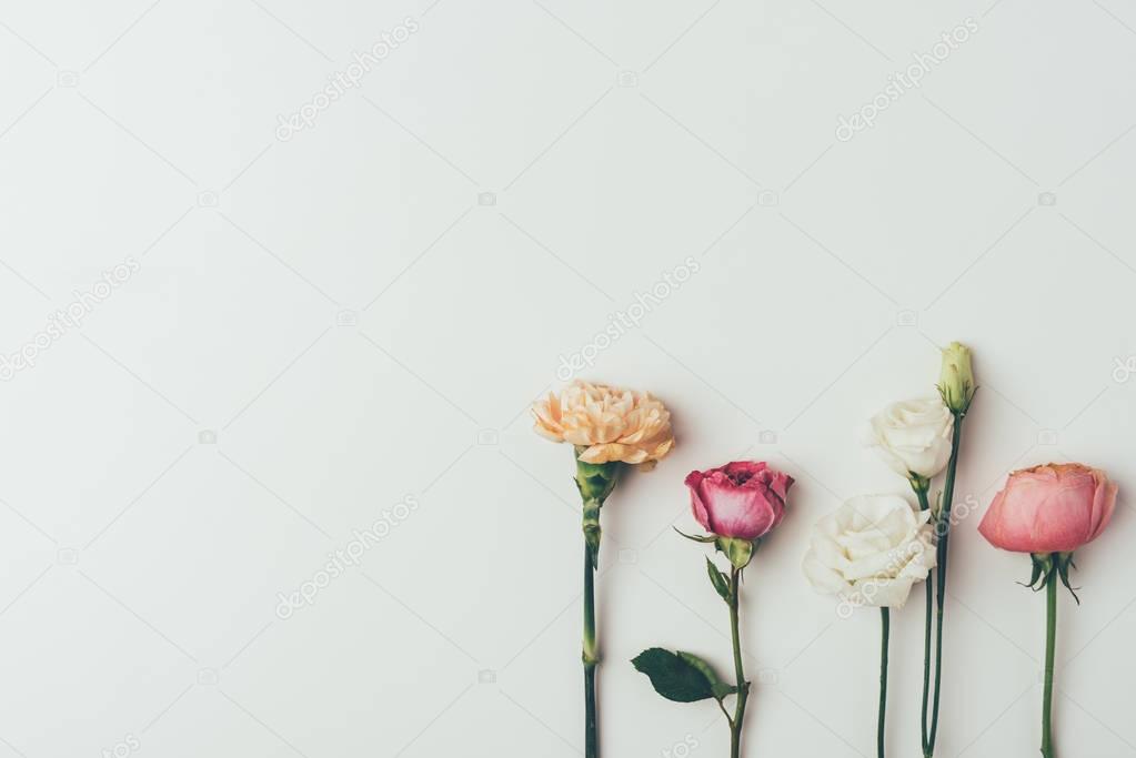 close-up view of beautiful tender blooming flowers isolated on grey