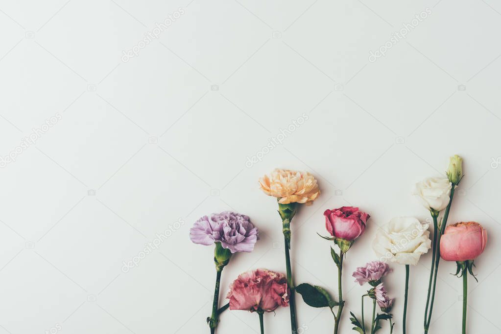 top view of beautiful blossoming flowers isolated on grey 