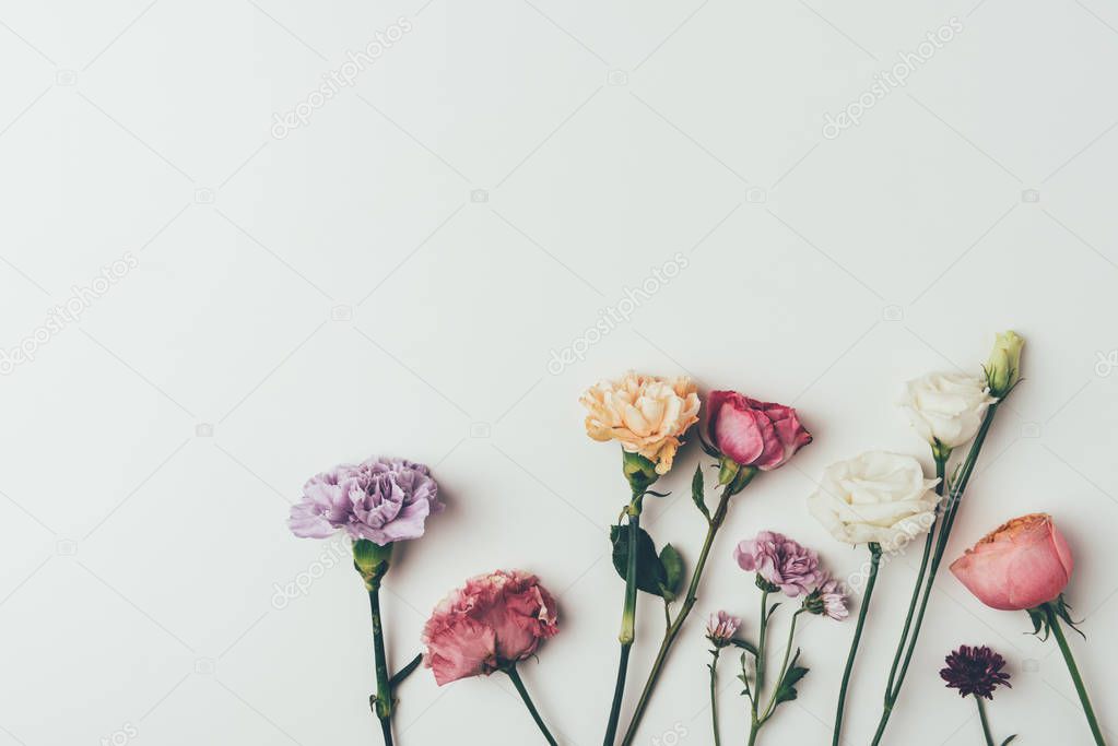 top view of beautiful blooming flowers isolated on grey 