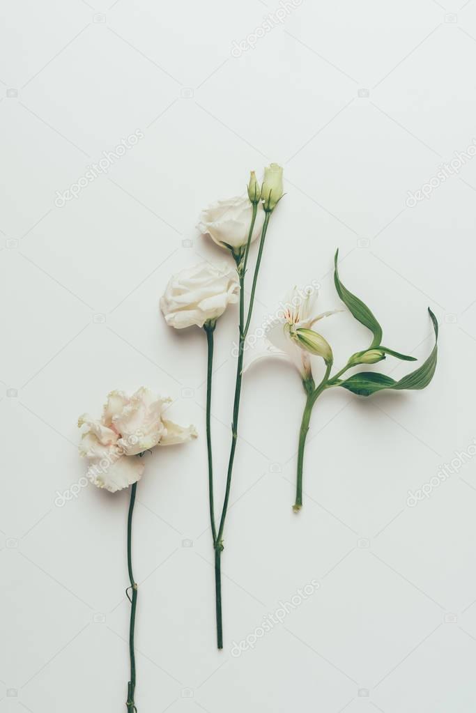 close-up view of beautiful tender white blooming flowers isolated on grey 