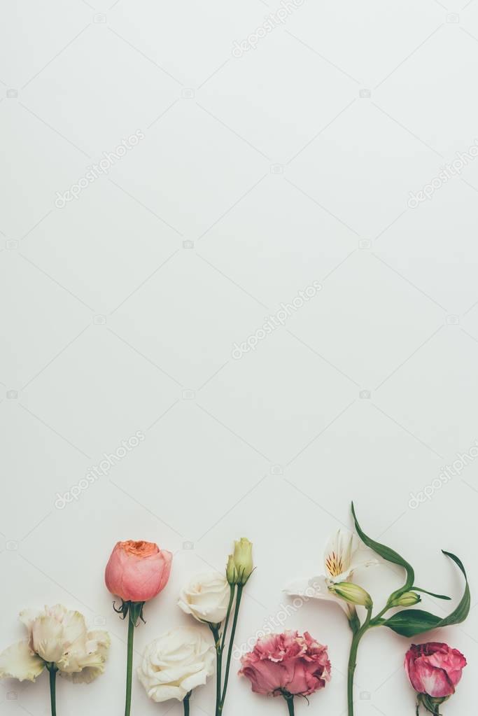 beautiful blooming white and pink flowers on grey background