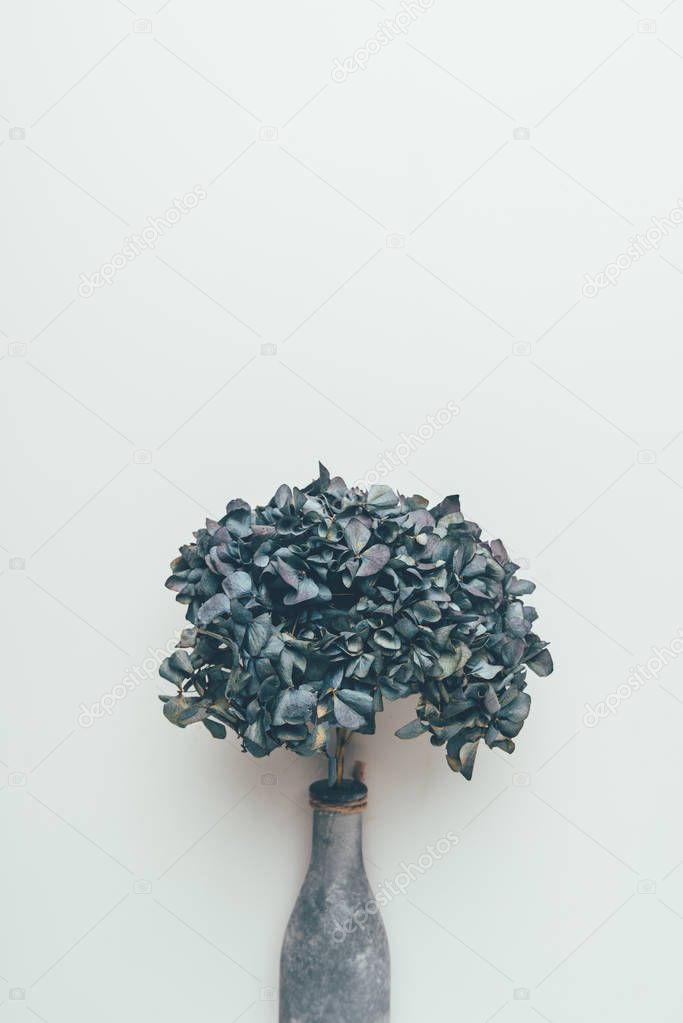 beautiful blue flowers in vase isolated on grey