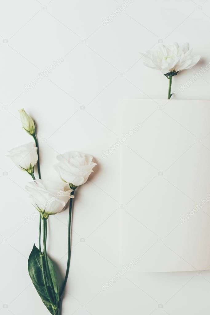 top view of beautiful tender white flowers on grey