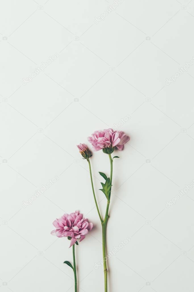 beautiful pink chrysanthemum flowers isolated on grey