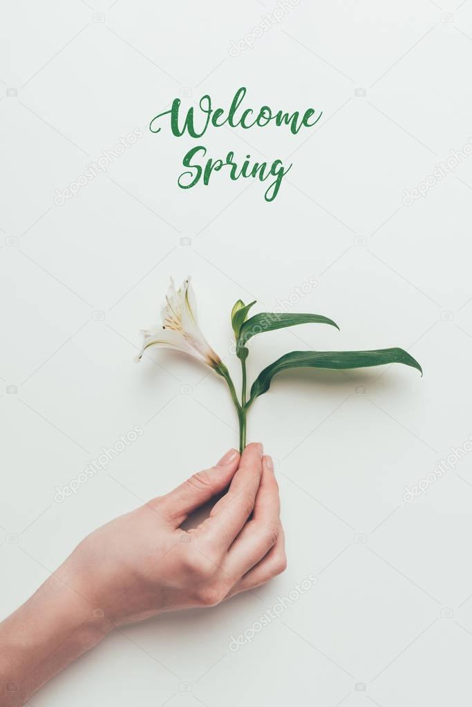cropped shot of human hand holding beautiful flower with green leaves and inscription welcome spring on grey