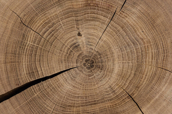 Circular sawed wood detailed background