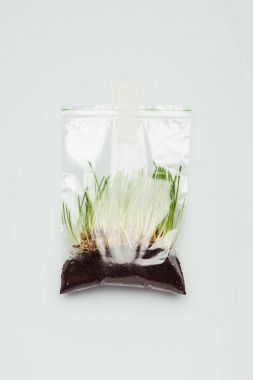 plastic bag with seedling and soil hanging isolated on white, earth day concept clipart