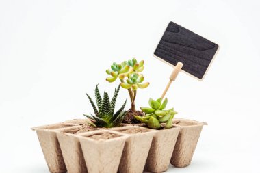 potted succulents with blackboard isolated on white, earth day concept clipart
