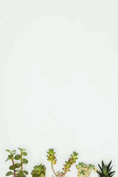Вид Зверху Сукуленти Ізольовані Білому Фоні Концепції Дня Землі — стокове фото
