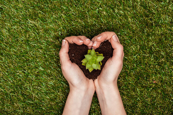 cropped image of woman holding heart shaped soil with succulent in hands above green grass, earth day concept