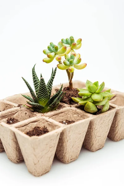 Potted Beautiful Succulents Isolated White Earth Day Concept — Stock Photo, Image
