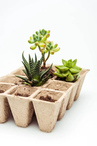 Potted Green Succulents Isolated White Earth Day Concept — Stock Photo, Image