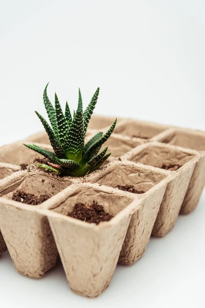 Potted Green Succulent Isolated White Earth Day Concept — Stock Photo, Image