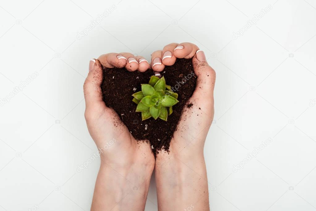 cropped image of woman holding heart shaped soil with succulent in hands isolated on white, earth day concept