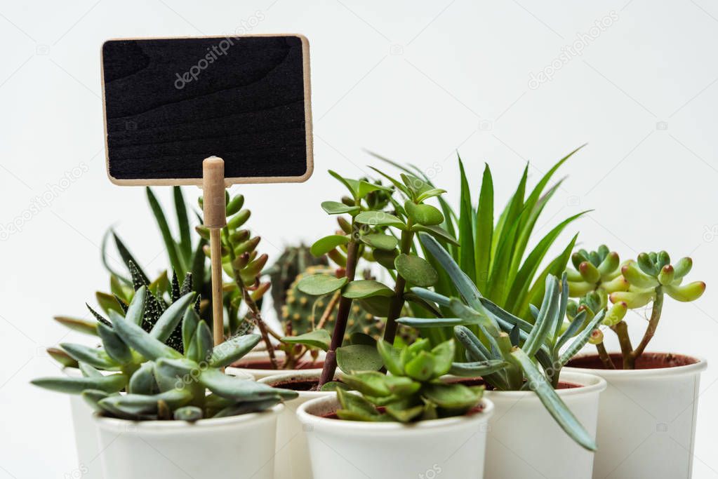 green potted succulents with blackboard isolated on white, earth day concept