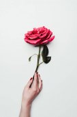 weibliche Hand hält Rosenblüte isoliert auf weiß