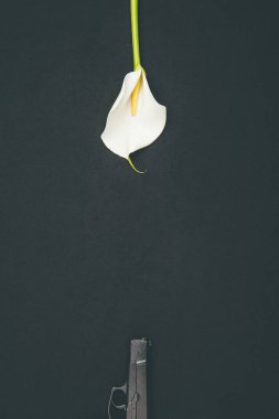 Gun with white calla flower isolated on black clipart