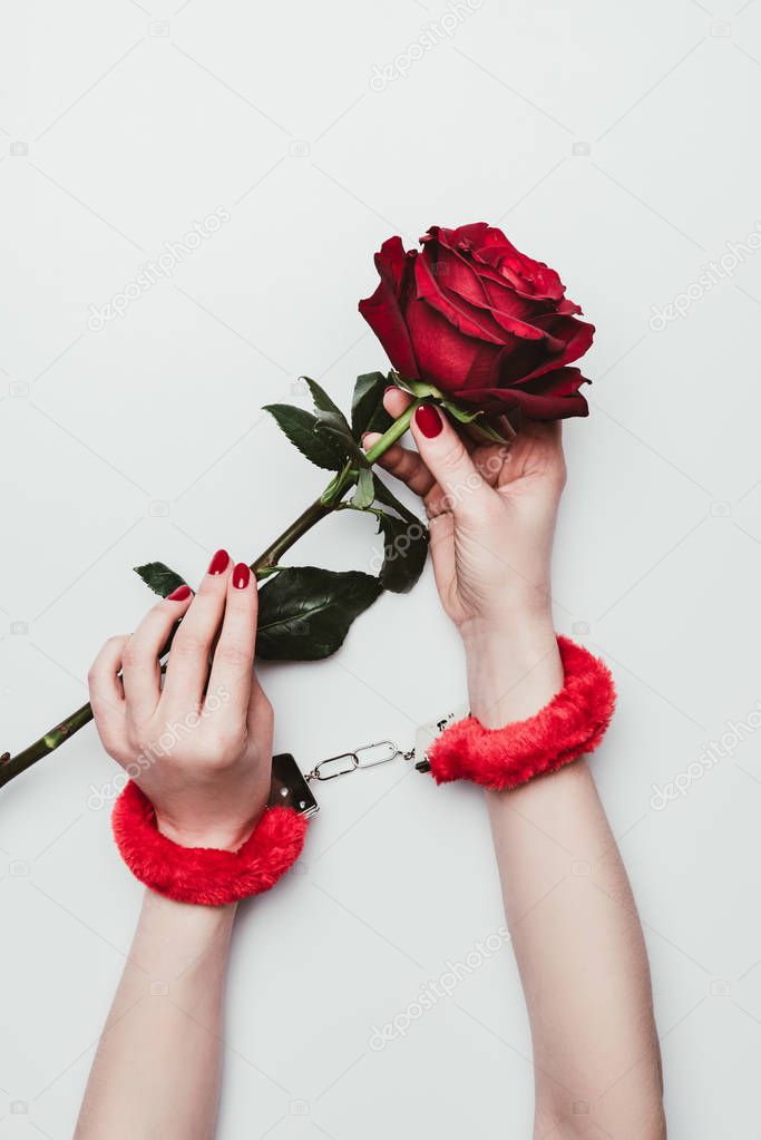 Female hands in red fluffy handcuffs holding rose flower isolated on white