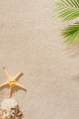 pohled shora mušle, korály a hvězdice leží na písečné pláži s palmovou ratolestí